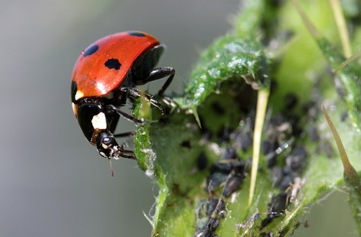 ladybug